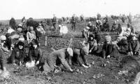 Børn graver frosne kartofler op i et kollektivt landbrug, 1933