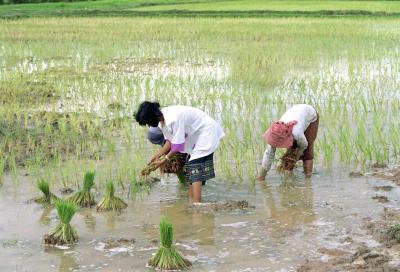 Cambodjanske kvinder planter ris