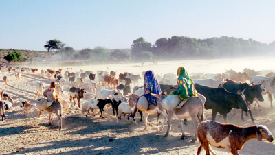 Dafur - kvæghyrder på vej efter vand