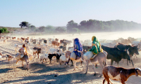 Dafur - kvæghyrder på vej efter vand